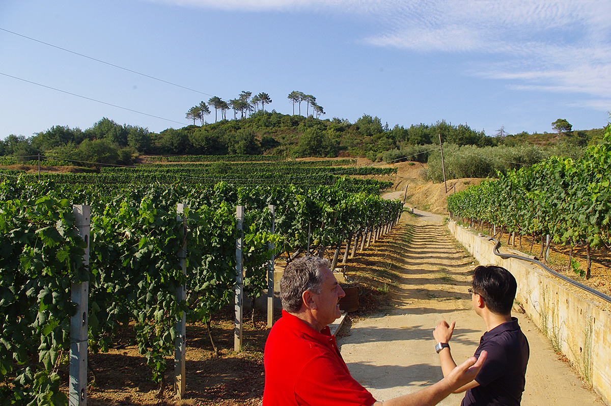 質の高いピガート、ヴェルメンティ－ノやロセーゼといったこの土地土着のブドウからワインを造っています。
