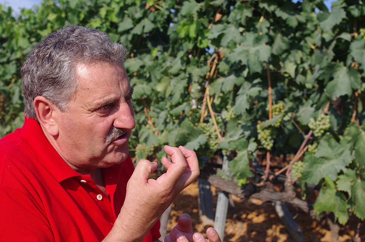 ビオヴィオは1989年にビオロジコの認証を取得していますが、取得にあたって特に何も変える必要はなかったとのこと。自然なものだけを使ってブドウ作りを行ってきた生産者です。