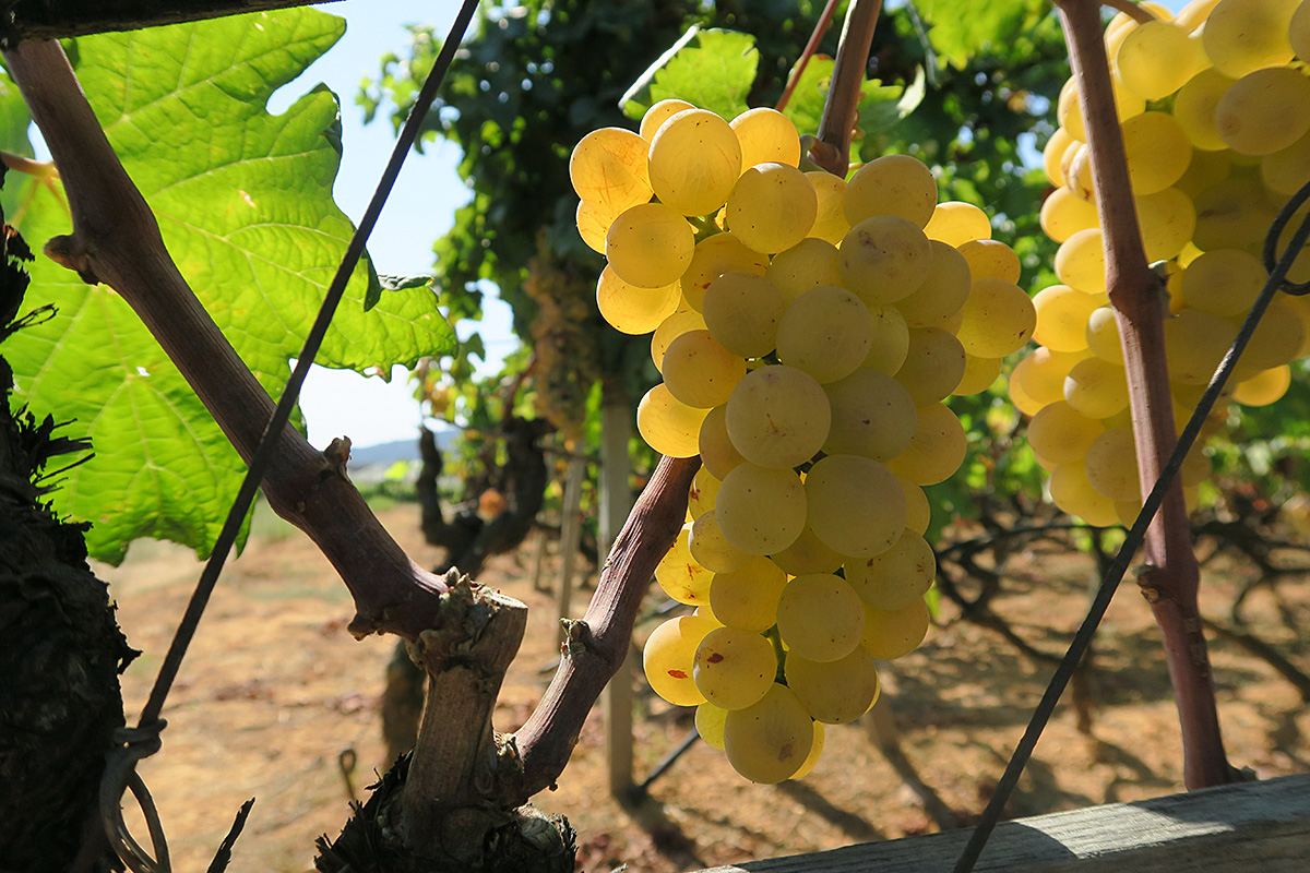 ピガートは、リグーリア州原産の白ブドウです。ヴェルメンティーノはコンパクトな房で果実が小さく、熟した後でも果皮が緑かかっているのに対し、ピガートは房が大きくて果実の間隔が空いており、熟した後はとてもキレイな黄色になります。