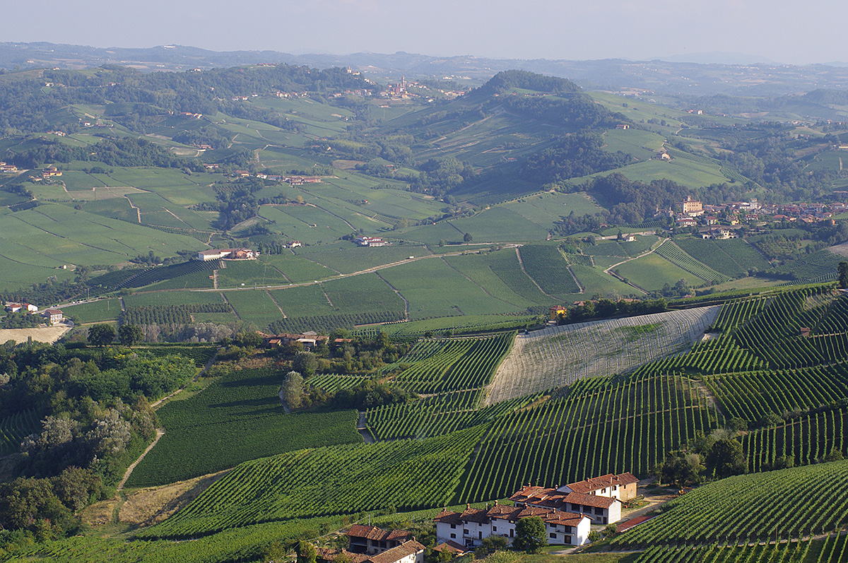 イタリア50番目の世界遺産として登録されているランゲのブドウ畑