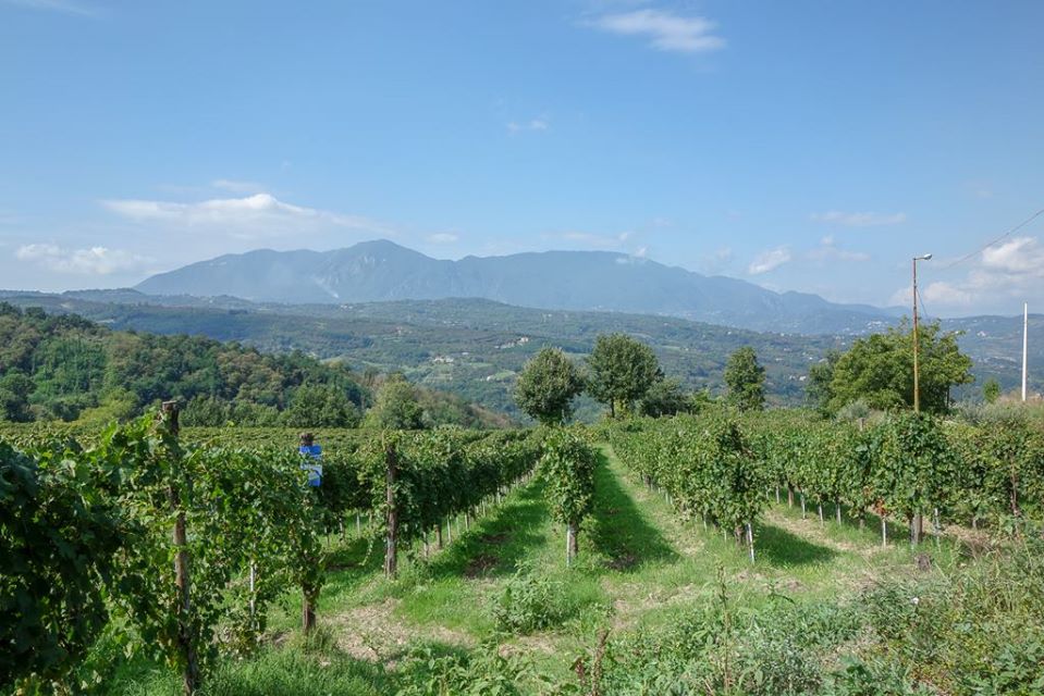 カンティーネ・ディ・マルツォの畑。界隈でも最古参の生産者であるため、樹齢は平均30年以上。