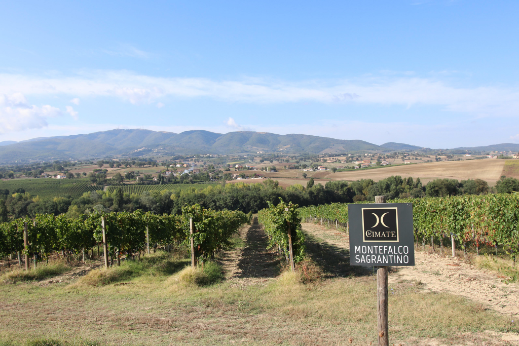 モンテファルコ・サグランティーノのブドウ畑。